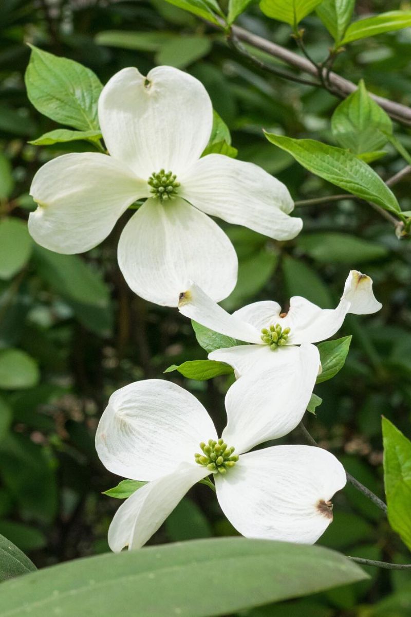 Fertilizing your dogwood tree is very important to see it bloom on Thursd