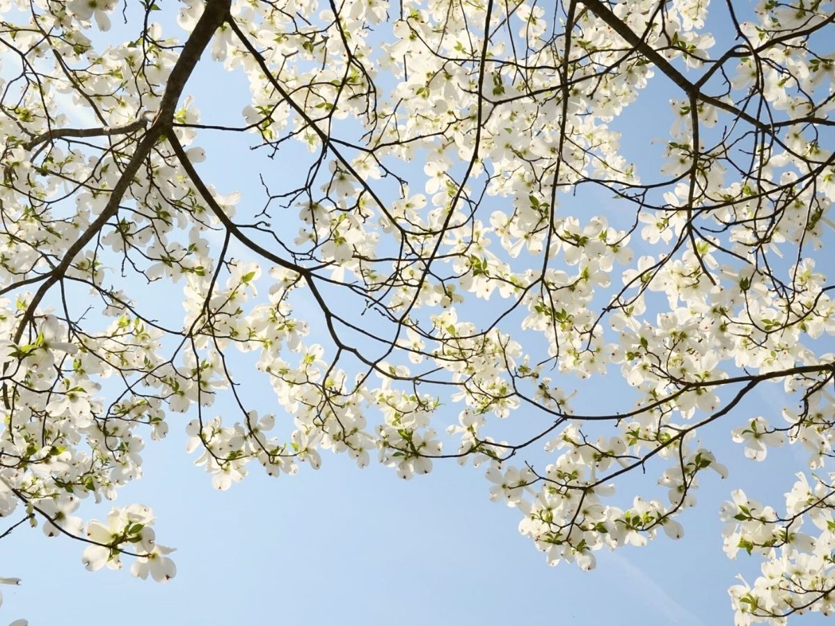 How to care for dogwood trees on Thursd