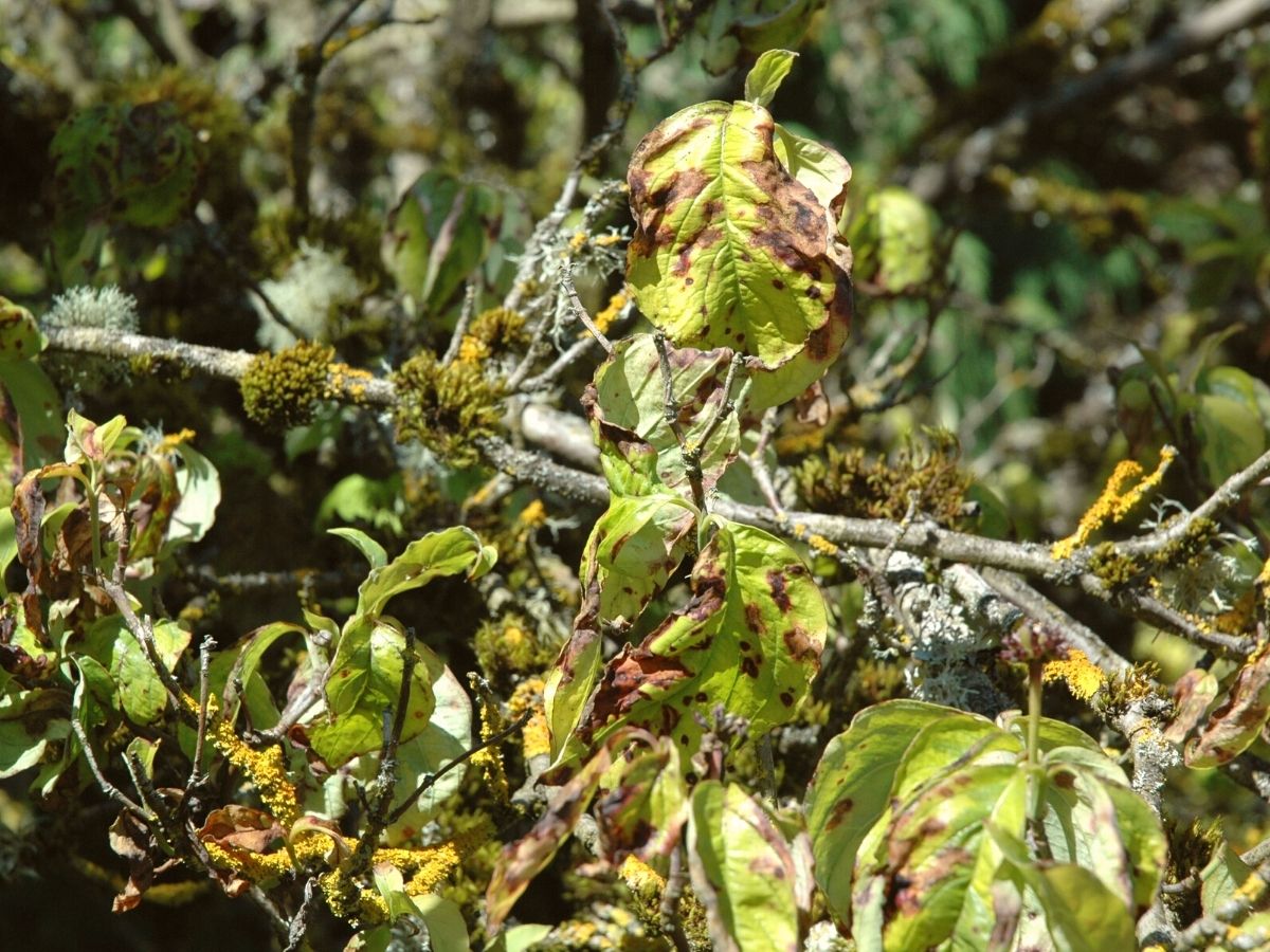 _Pests and diseases in dogwood trees on Thursd