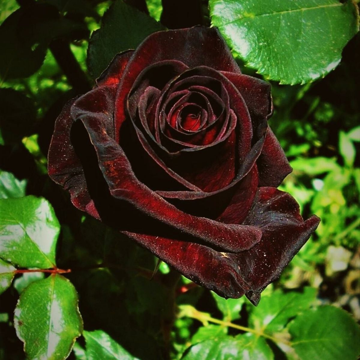 Black Baccara Rose spooky plant for Halloween on Thursd