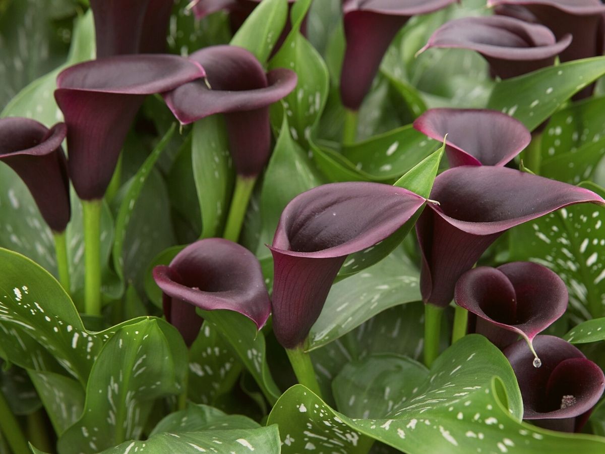 Spooky plants in honor of halloween black calla lilies on Thursd