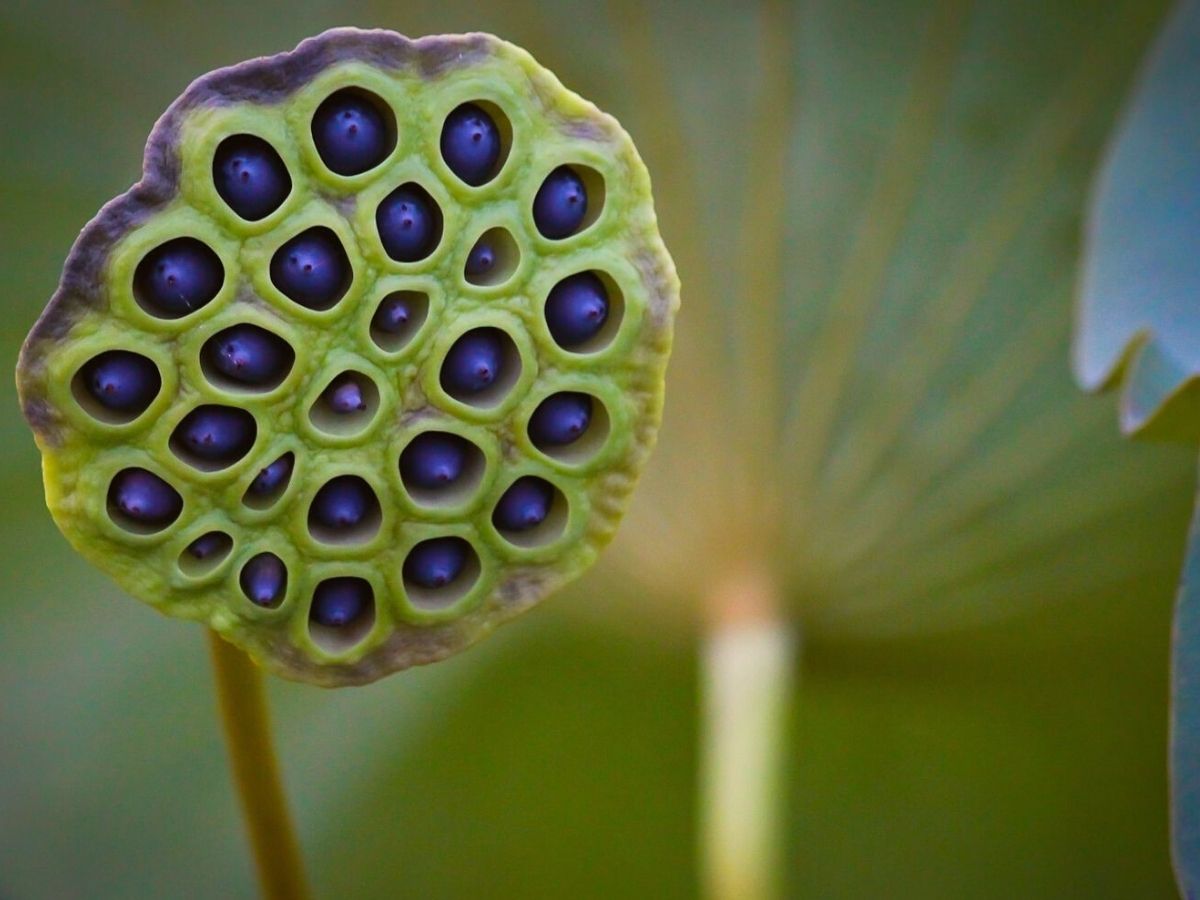 Lotus pods are spooky plants in honor of halloween on Thursd