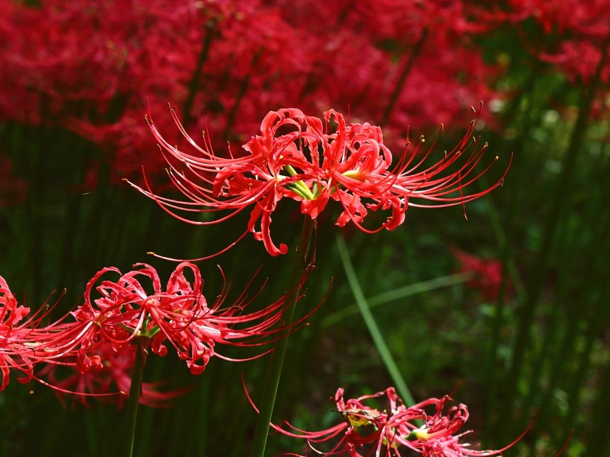 Red Spider lily plant is an amazing spooky plant for Halloween on Thursd