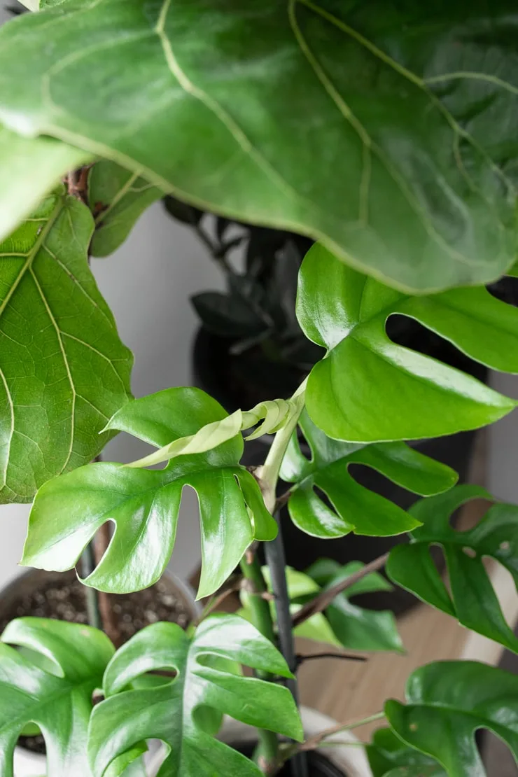 Rhaphidophora Tetrasperma new leaf unfolding