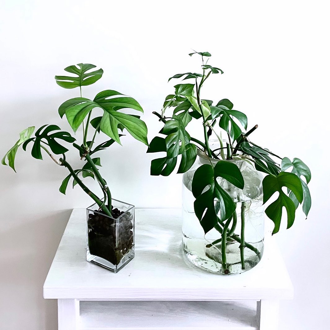 Propagation of Rhaphidophora Tetrasperma Monstera Minimacuttings