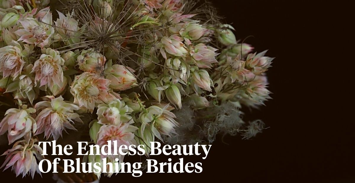 Blushing Brides header on Thursd 