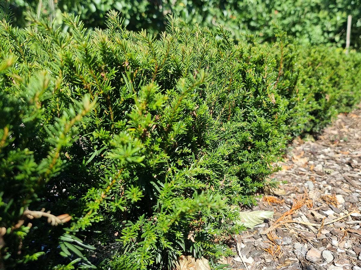 Taxus Baccata Tiny T garden on Thursd