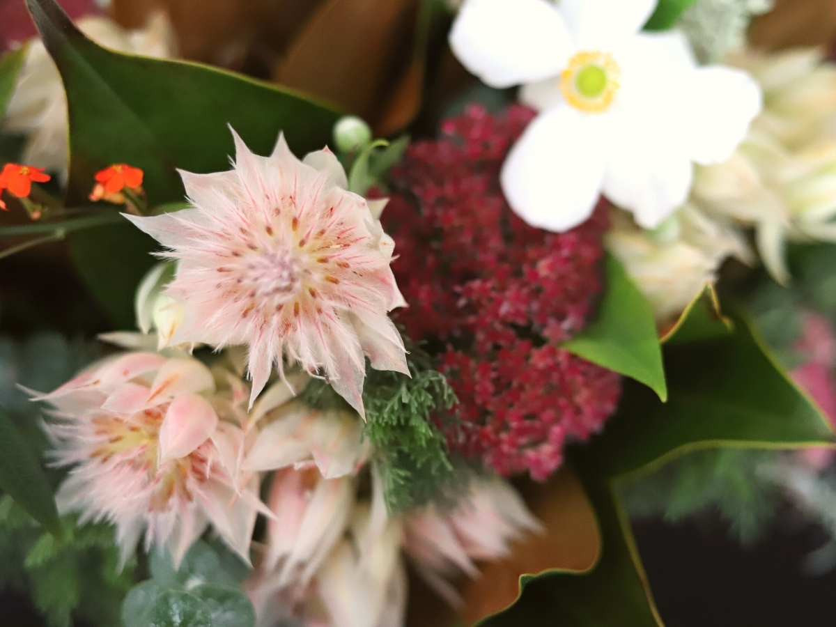 Import Flowers - This white blushing bride protea is definitely a stunner!