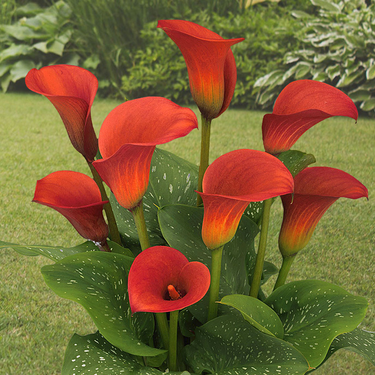 Red Calla Red Alert on Thursd