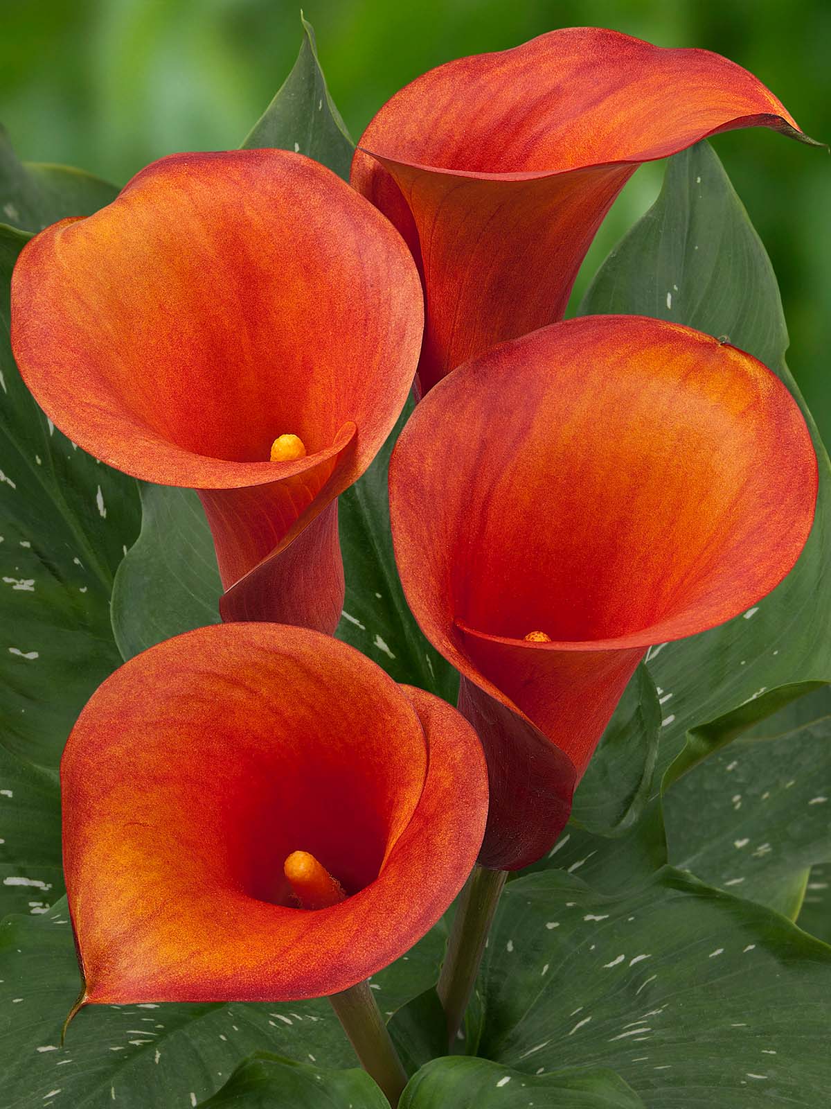 Orange Calla Captain Odeon on Thursd