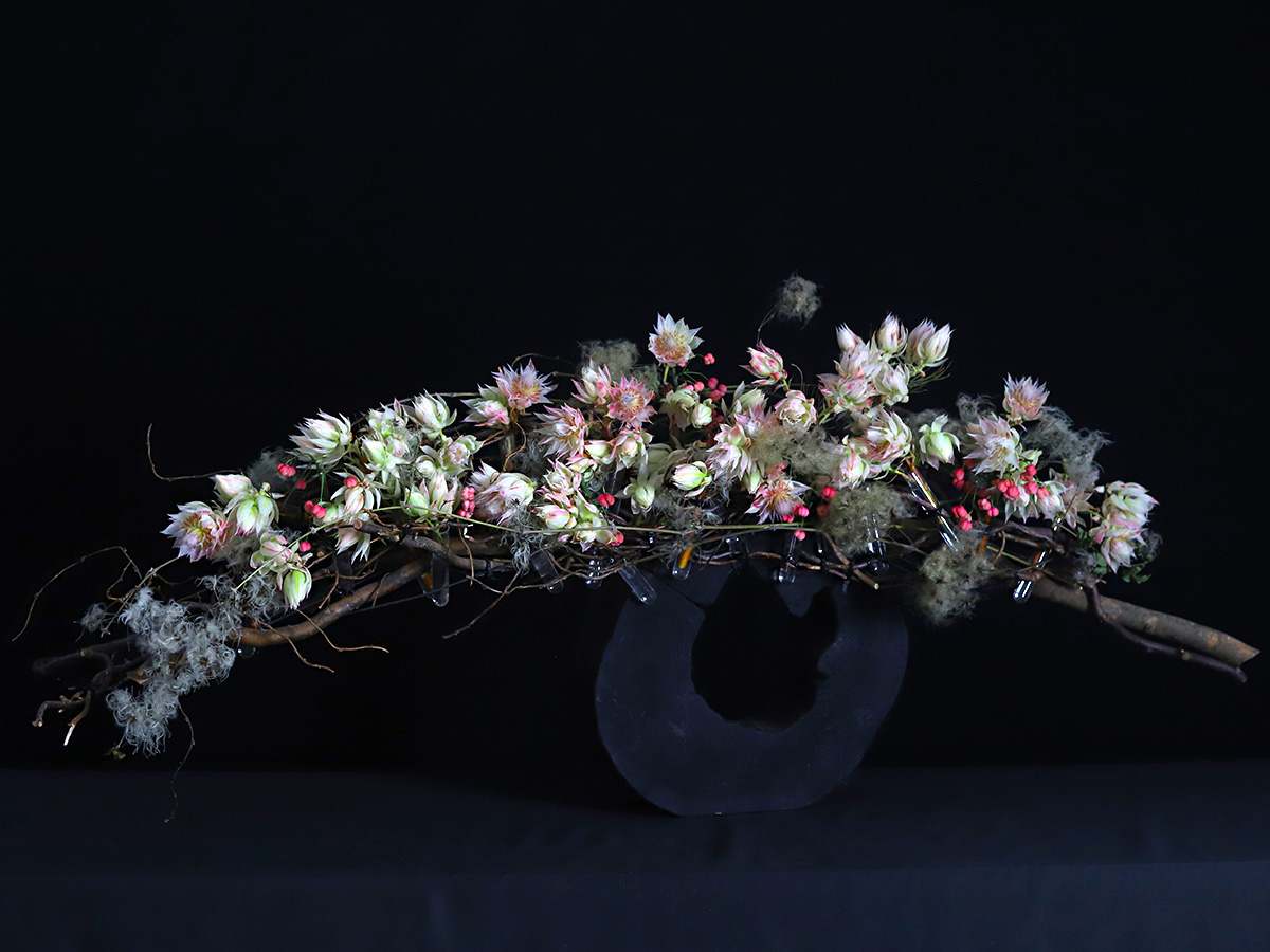Petal by Petal  'Serruria florida' Blushing Bride Protea — Rose & Ivy