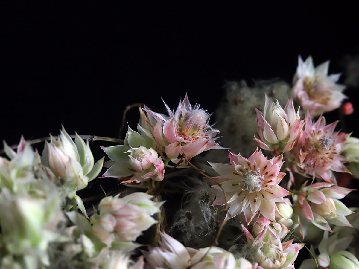 Import Flowers - This white blushing bride protea is definitely a stunner!