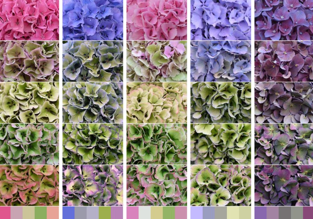 Hydrangea discoloration from Fresh to Classic