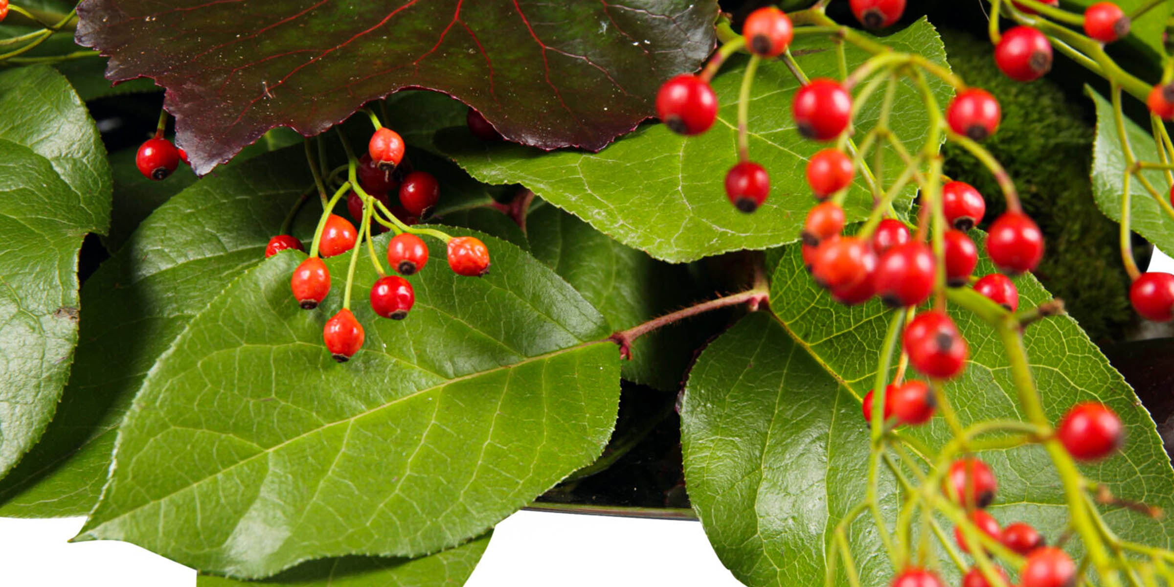 Salal for your bouquet wide feature on Thursd