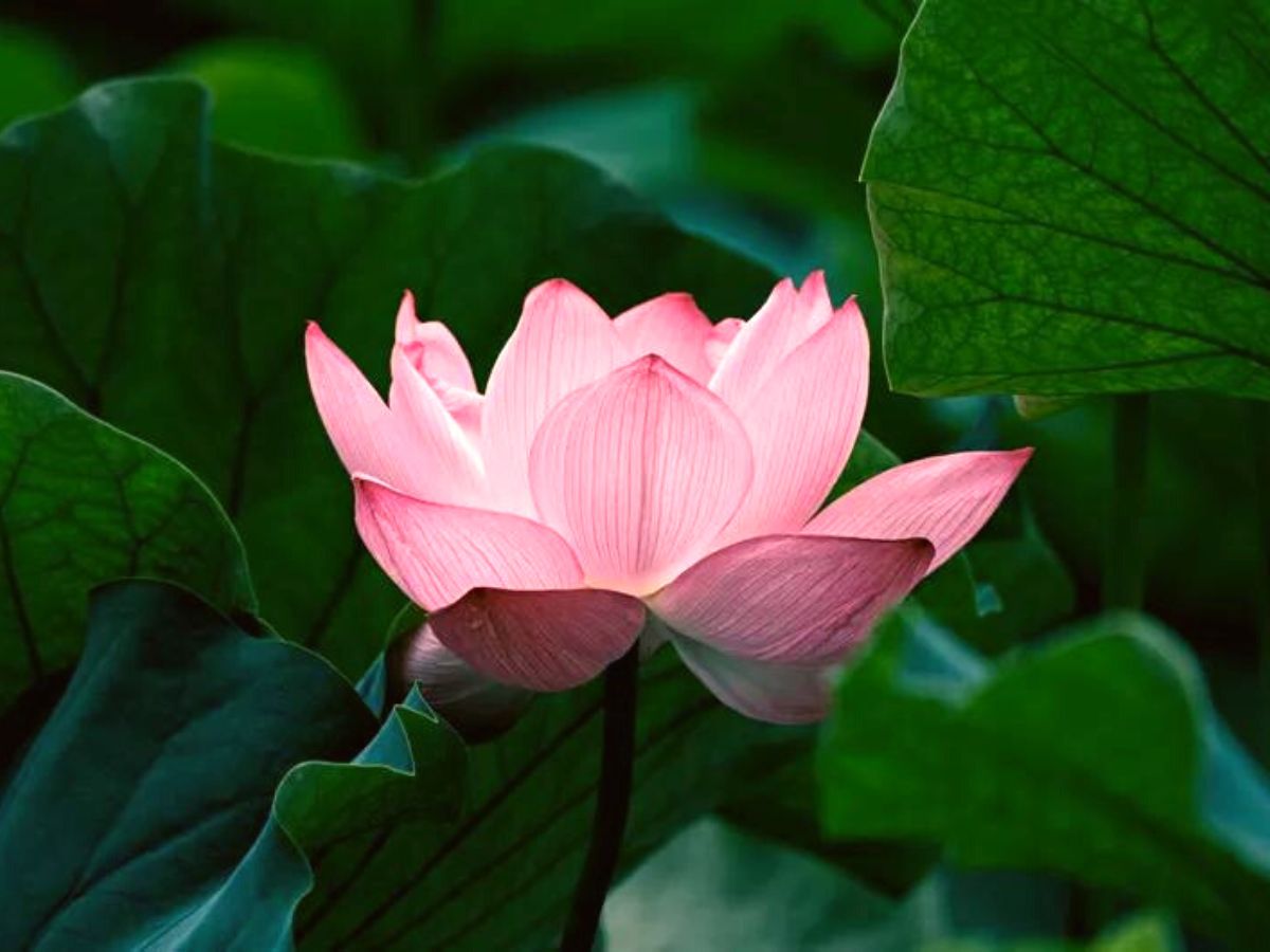 Lotus pink flower on Thursd