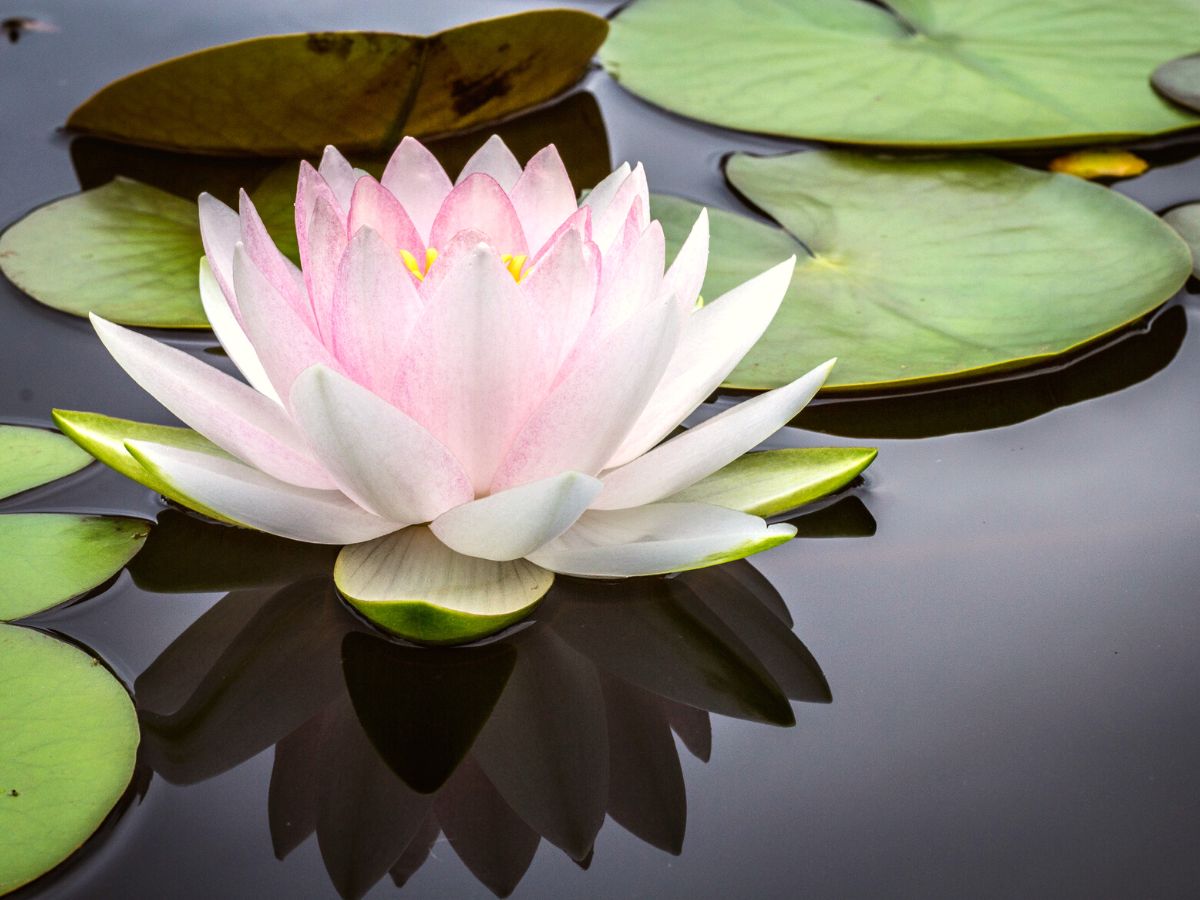 lotus flower emerging