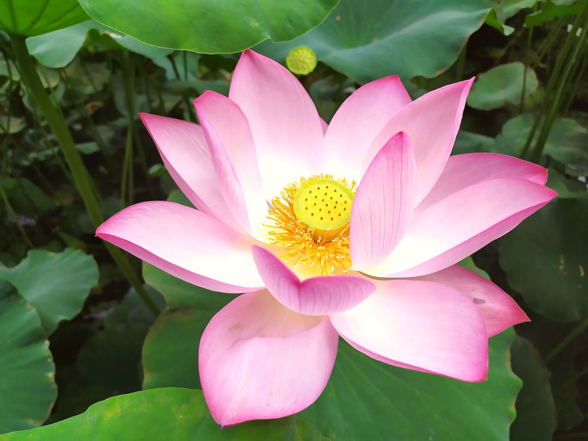 Nelumbo Nucifera Lotus Flower on Thursd