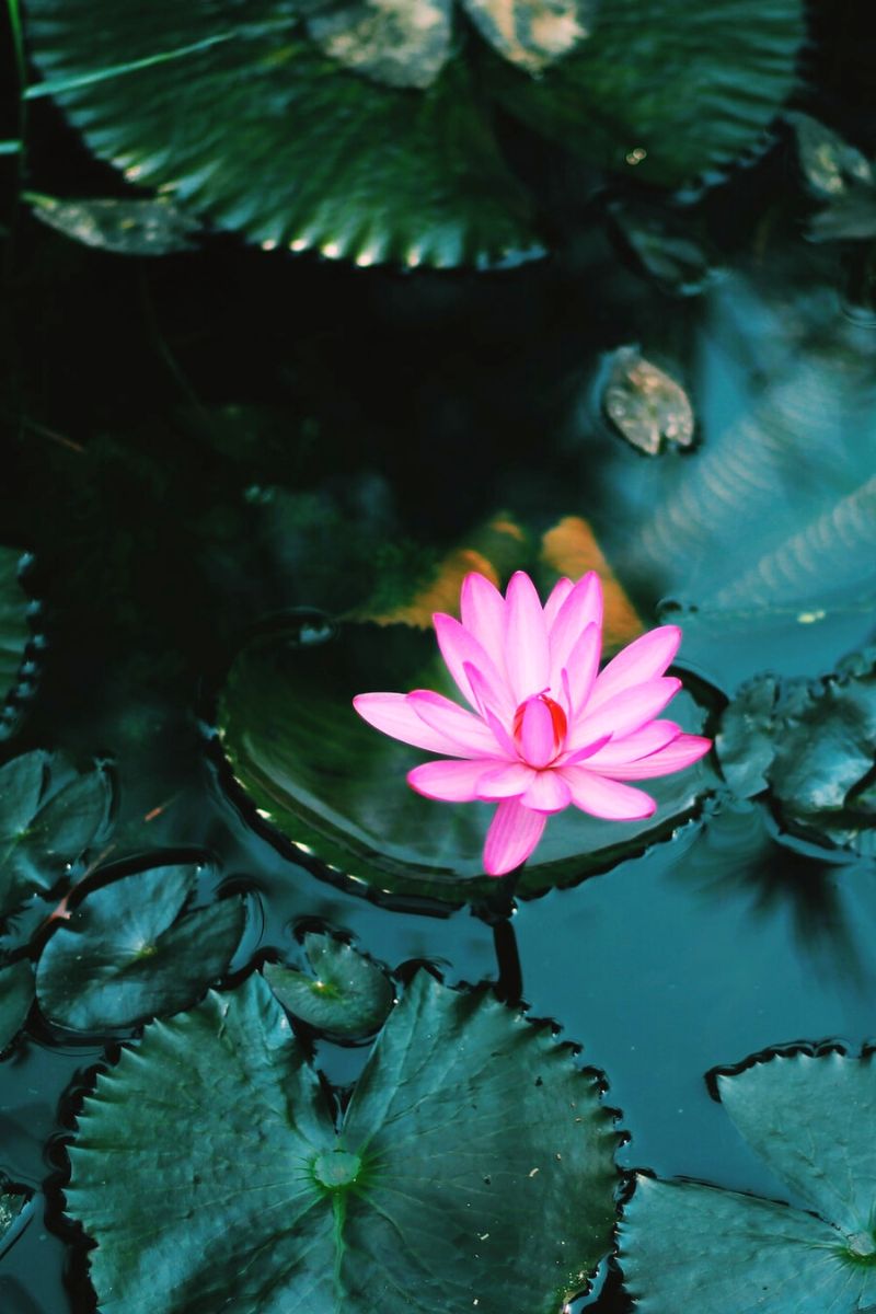 Water properties for Lotus Flowers on Thursd
