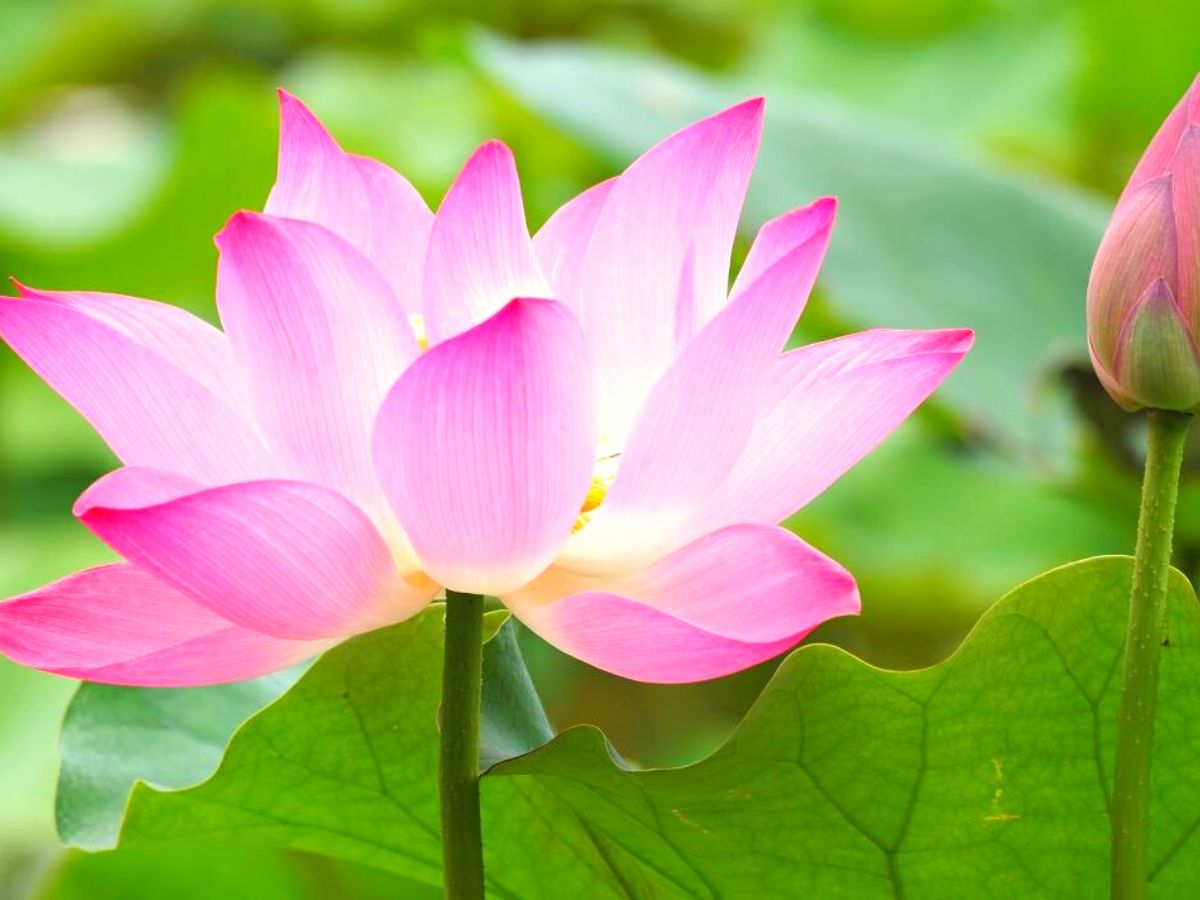 The Real Meaning of the Lotus Flower