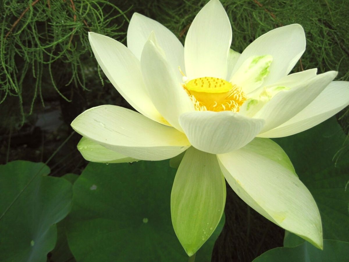 Nelumbo Lutea Lotus Flower white on Thursd