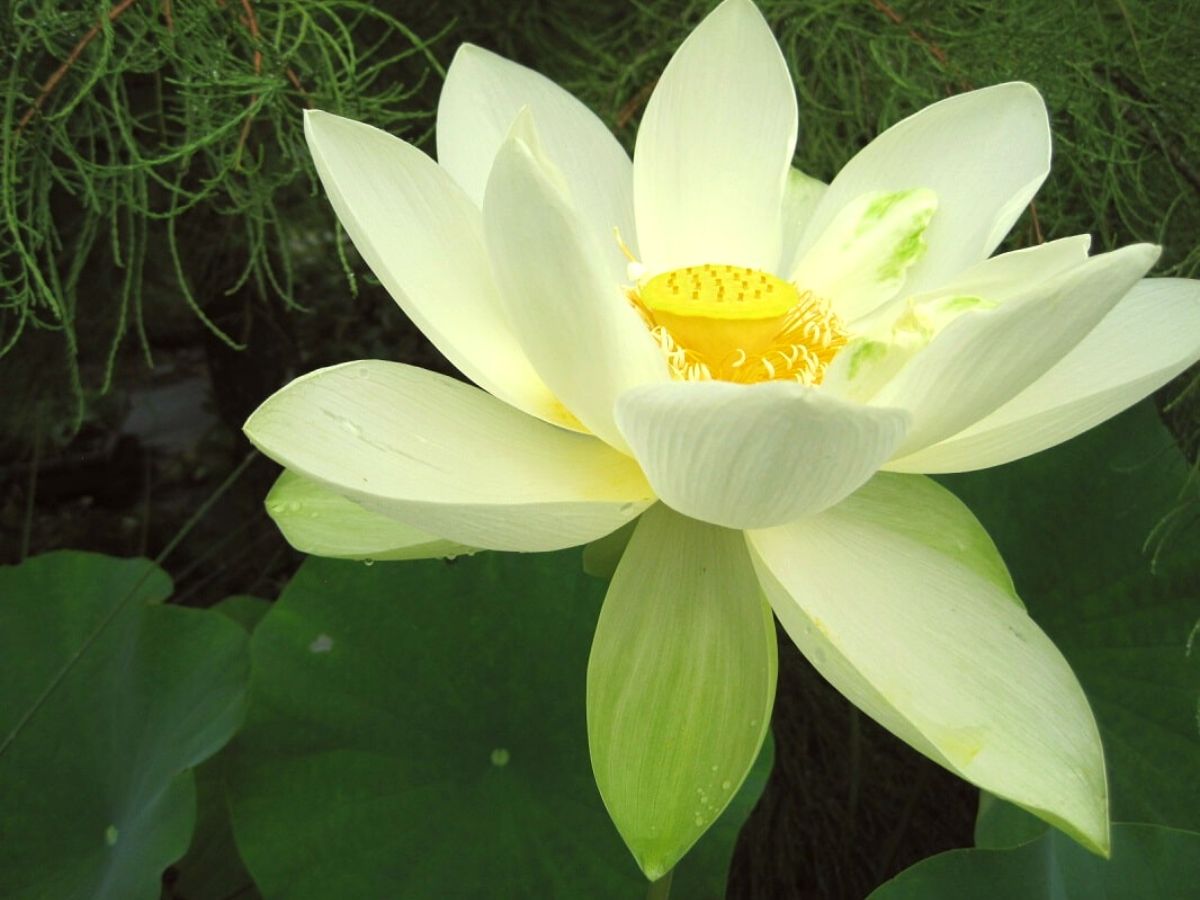 yellow lotus flower meaning