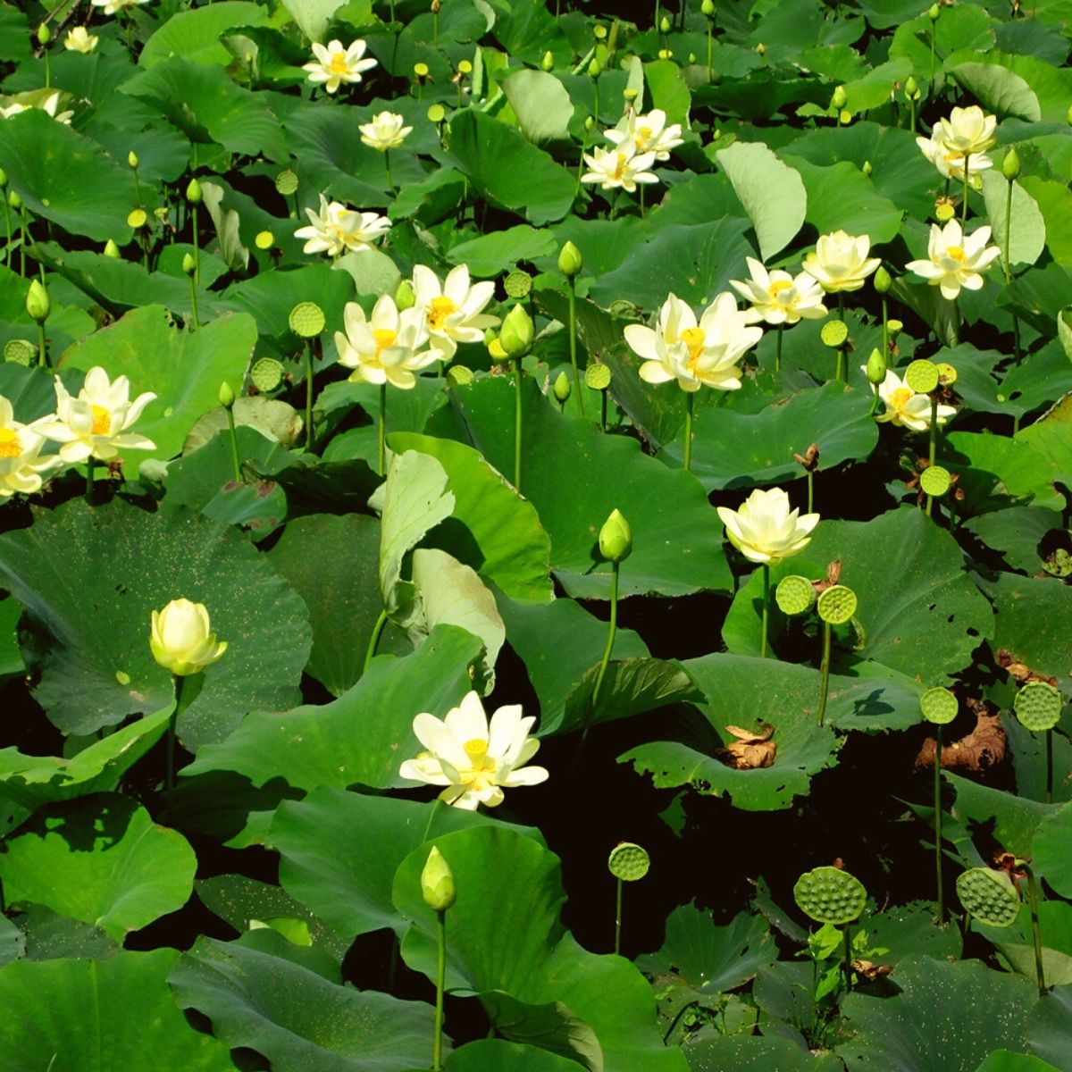 Pond full of Lotus flowers on Thursd