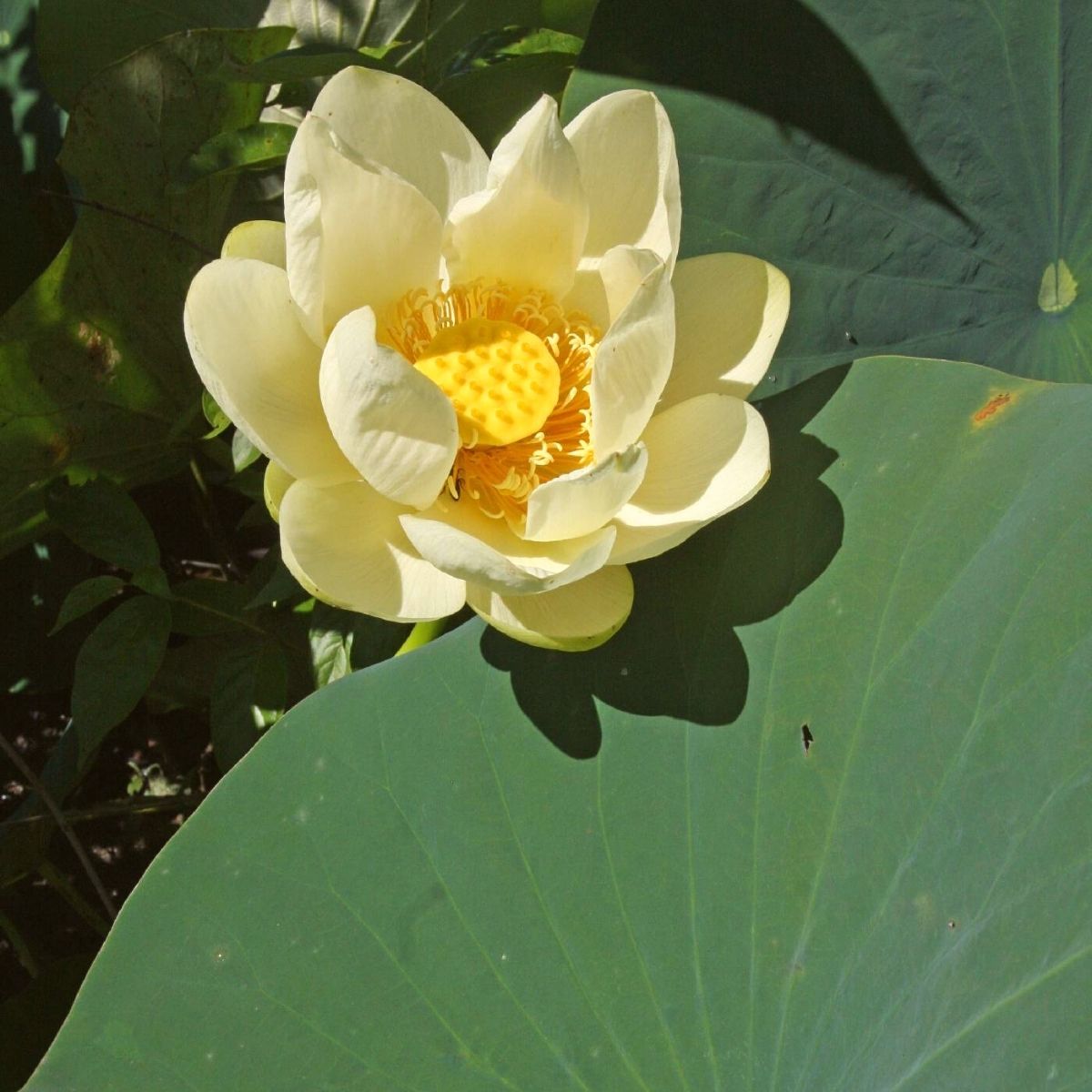 yellow lotus flower meaning