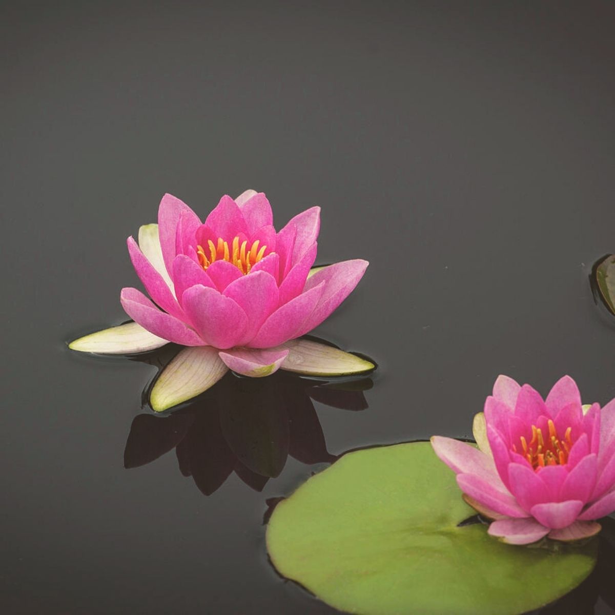 Lotus flower featured on Thursd  