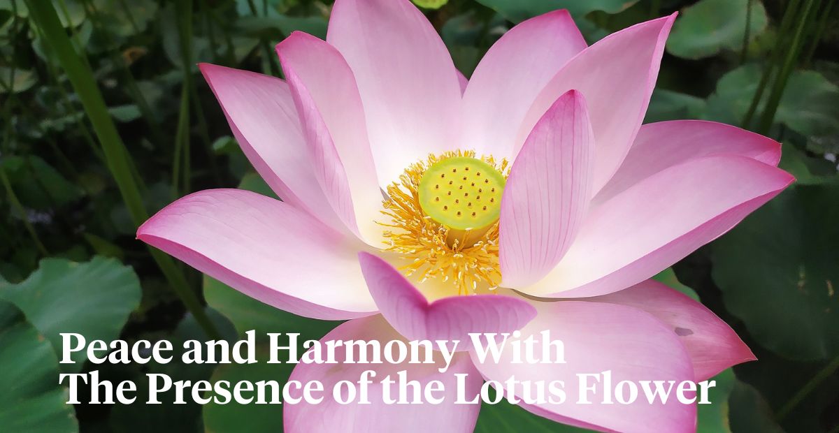 Lotus flower for outdoor spaces header on Thursd 