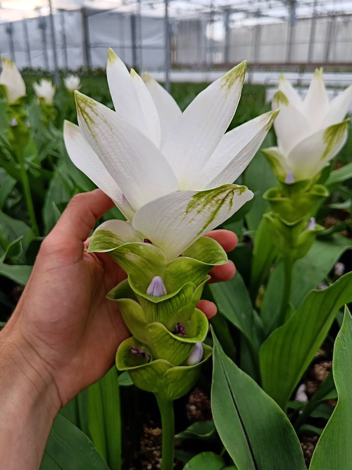 Curcuma Siam Spirit greenhouse on Thursd