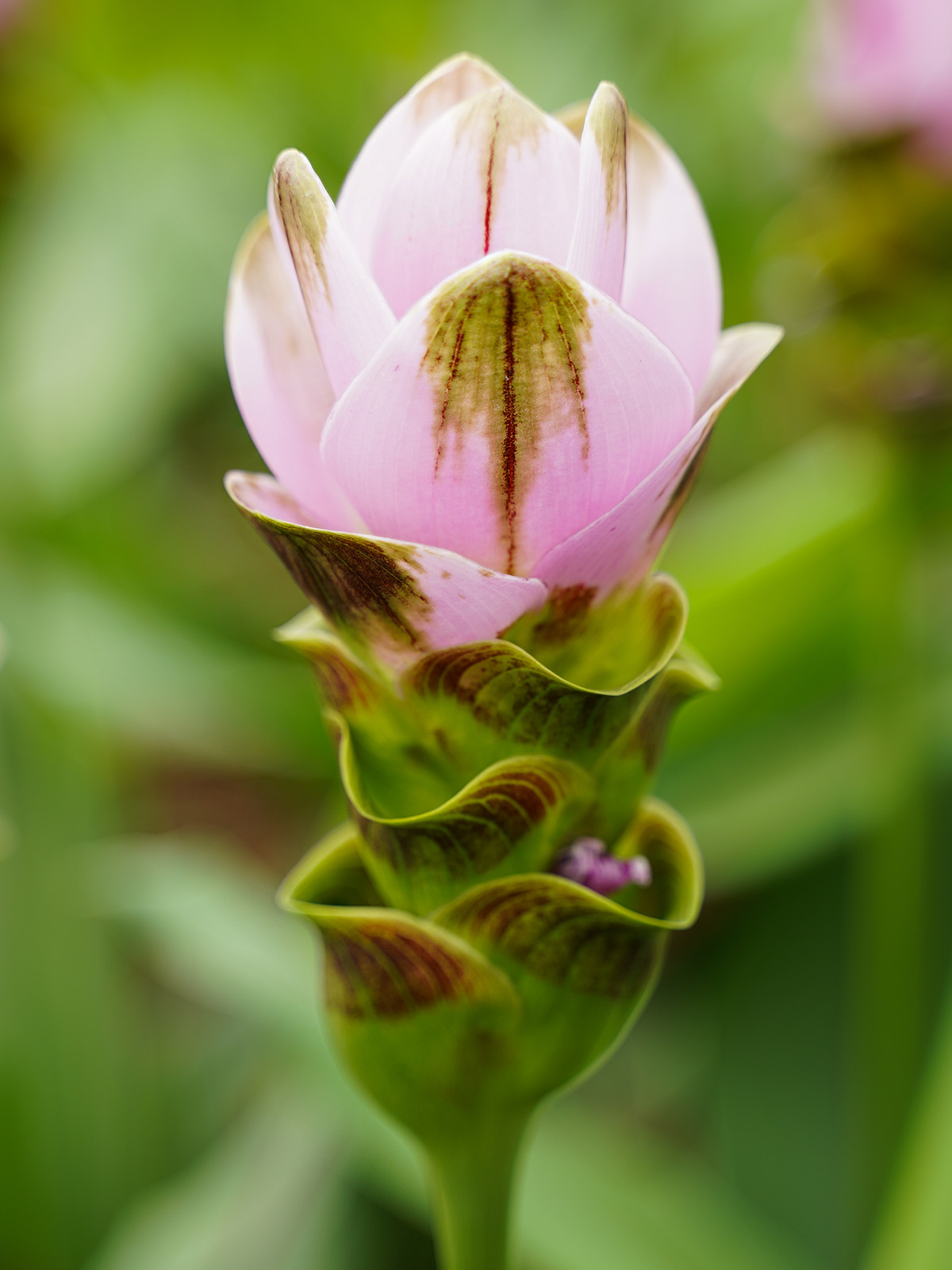 Curcuma Siam Shadow Pink greenhouse on Thursd