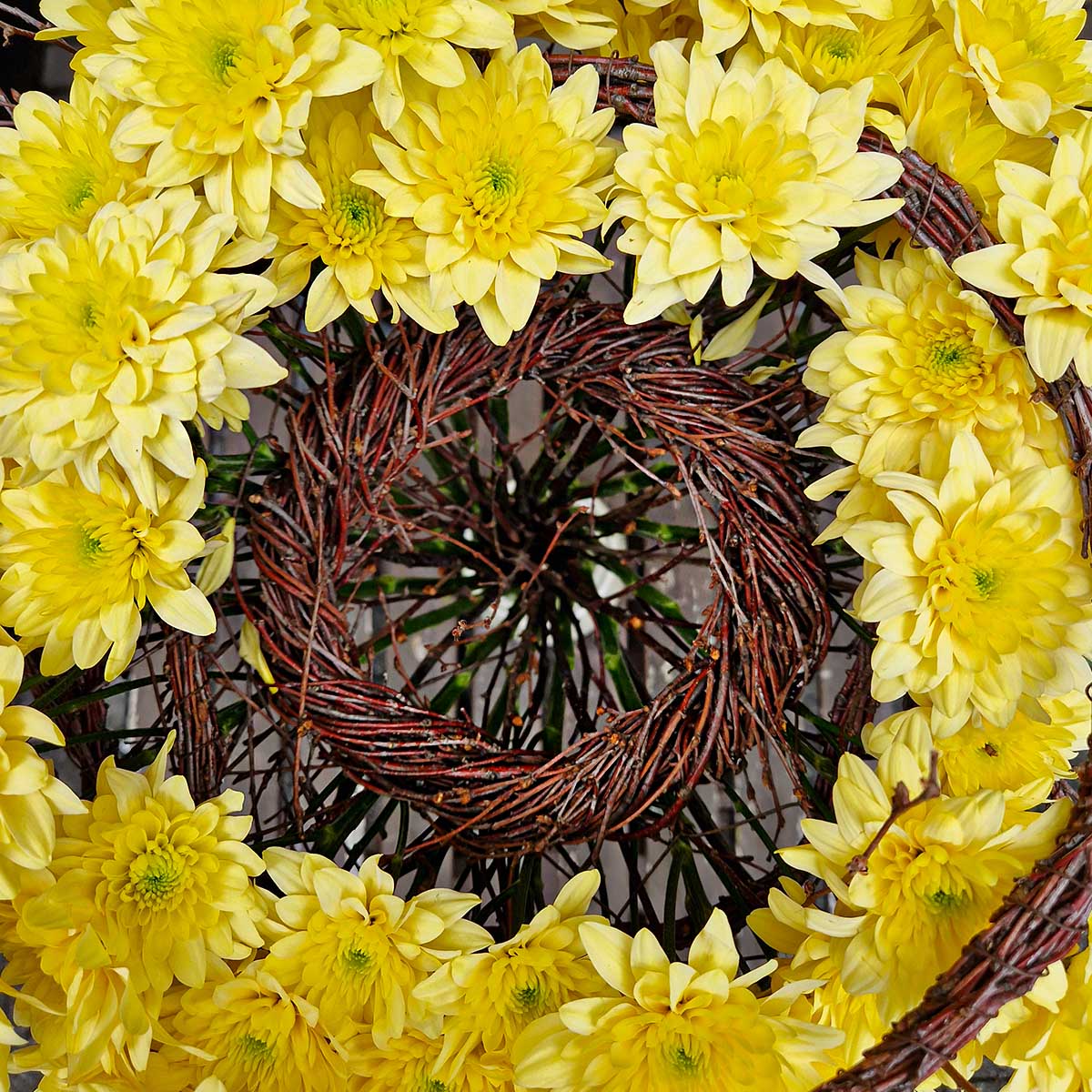Chrysanthemum Pastela design Elena Engelmann feature on Thursd