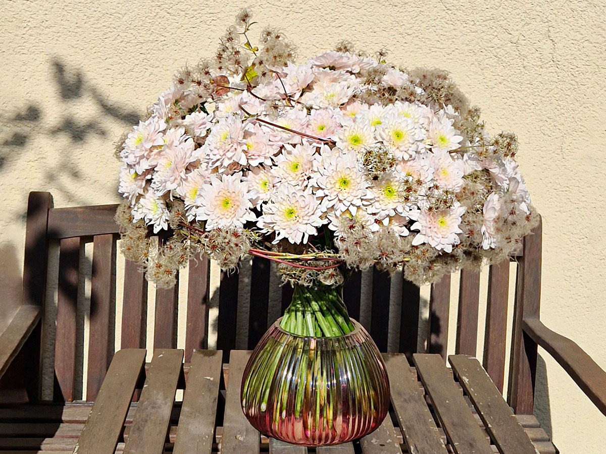 Chrysanthemum Pastela Rosé design Elena Engelmann on Thursd