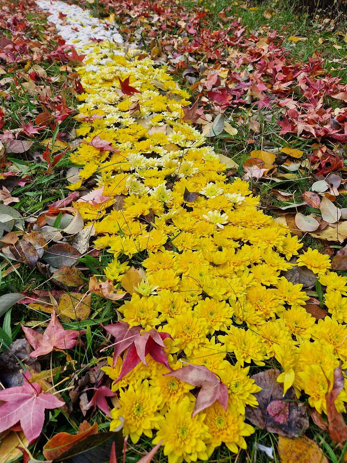 Chrysanthemum Pastela Favori Autumn Leaves design Elena Engelmann on Thursd