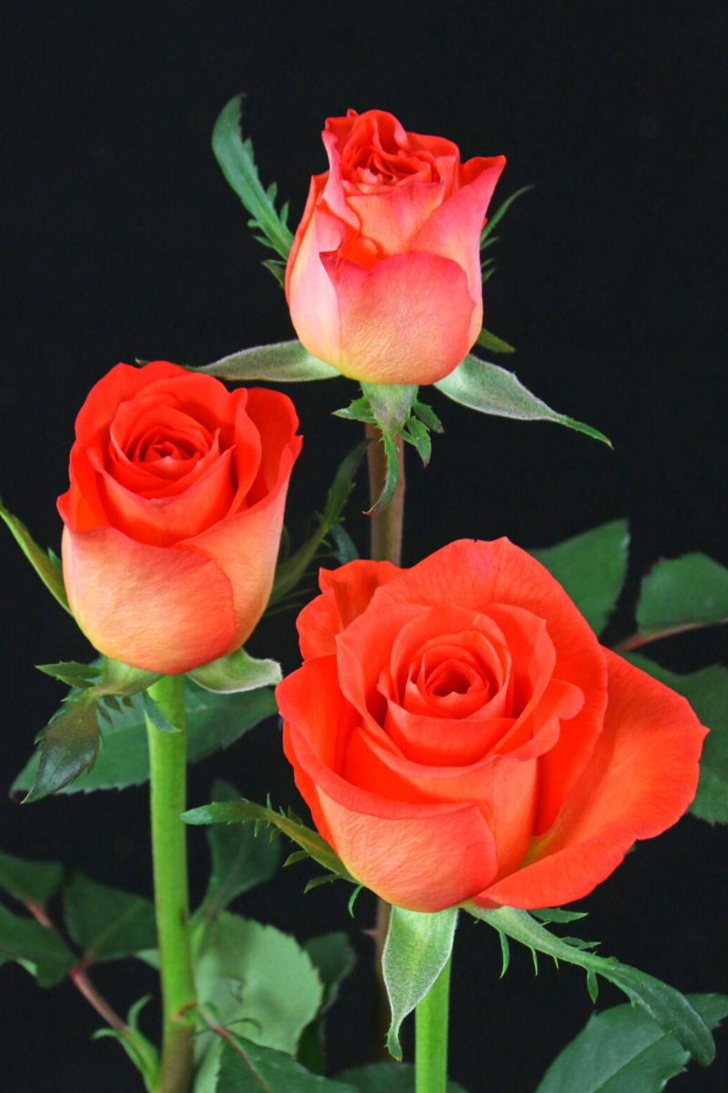 pink orange roses