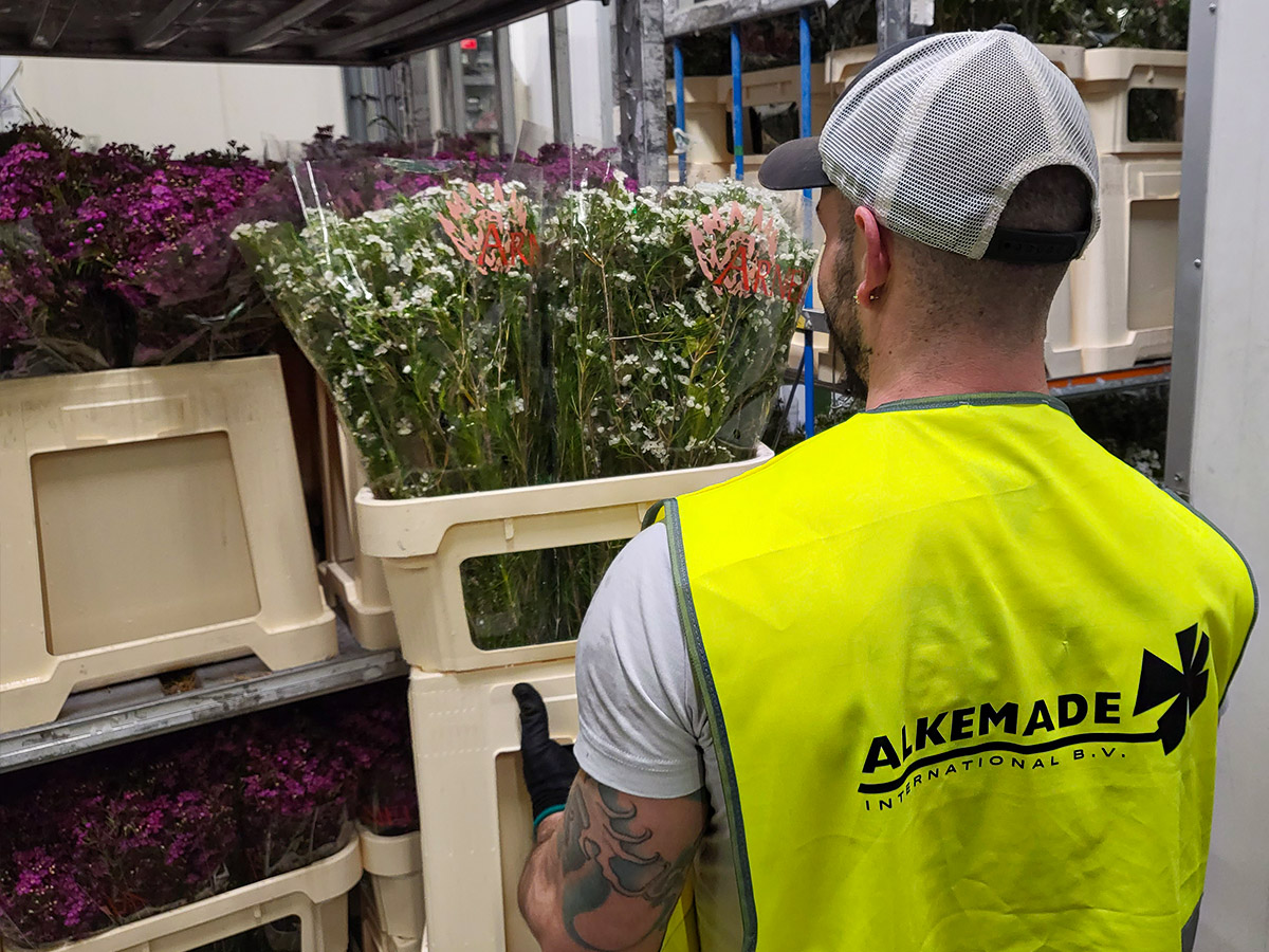 Waxflower at Alkemade on Thursd