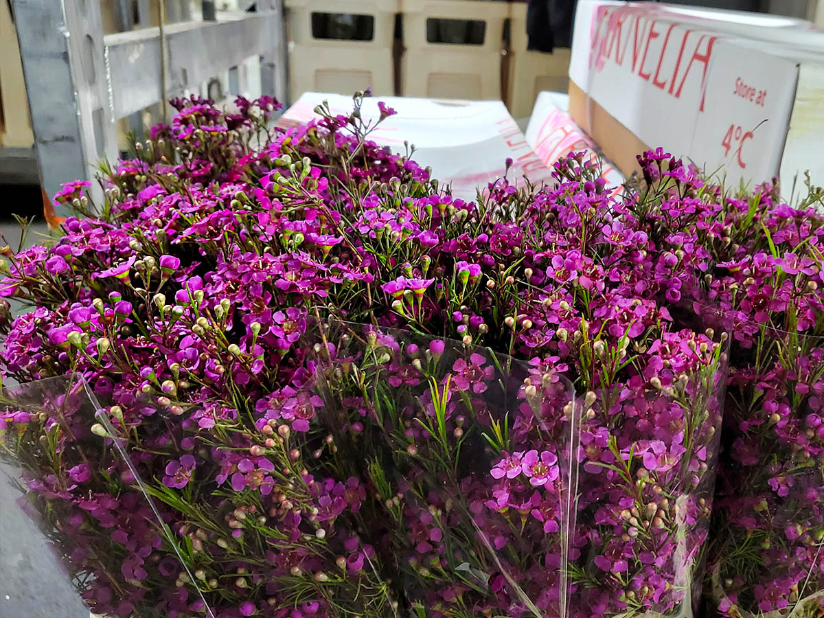 Pink Waxflower Arnelia at Alkemade on Thursd