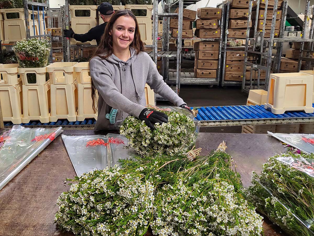 Waxflower Arnelia at Alkemade on Thursd