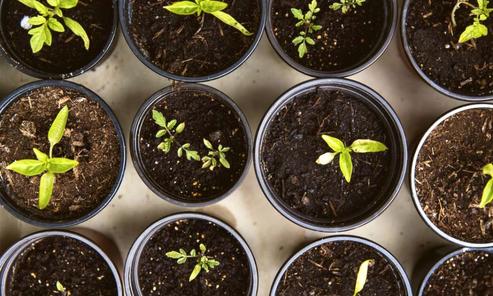 Seedlings sprouting in pots