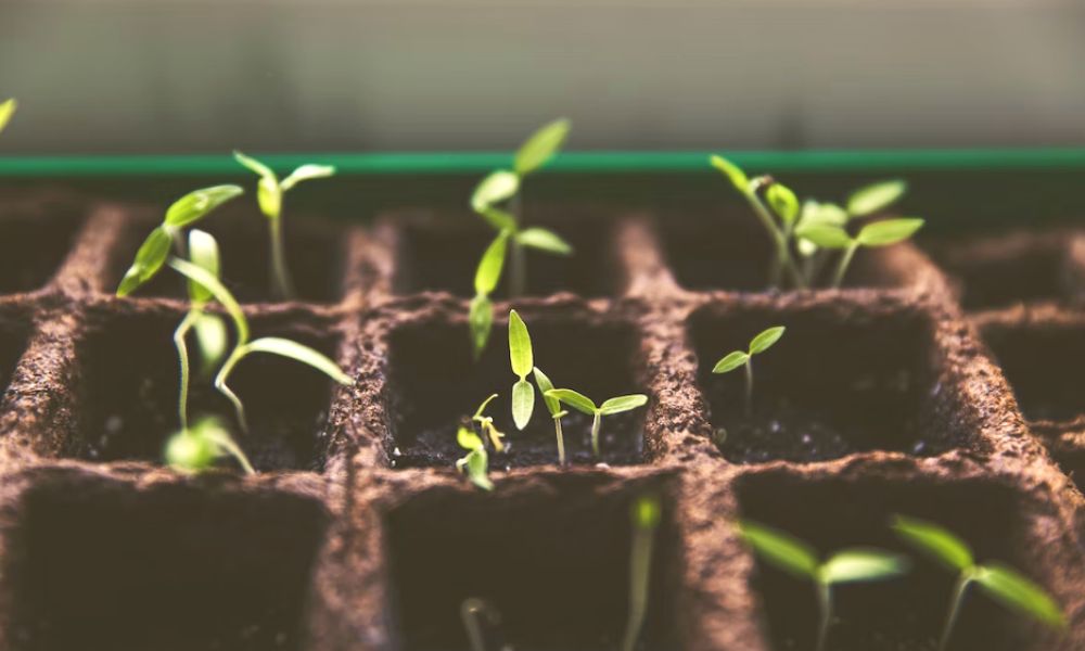 Seedlings sprouting in tray