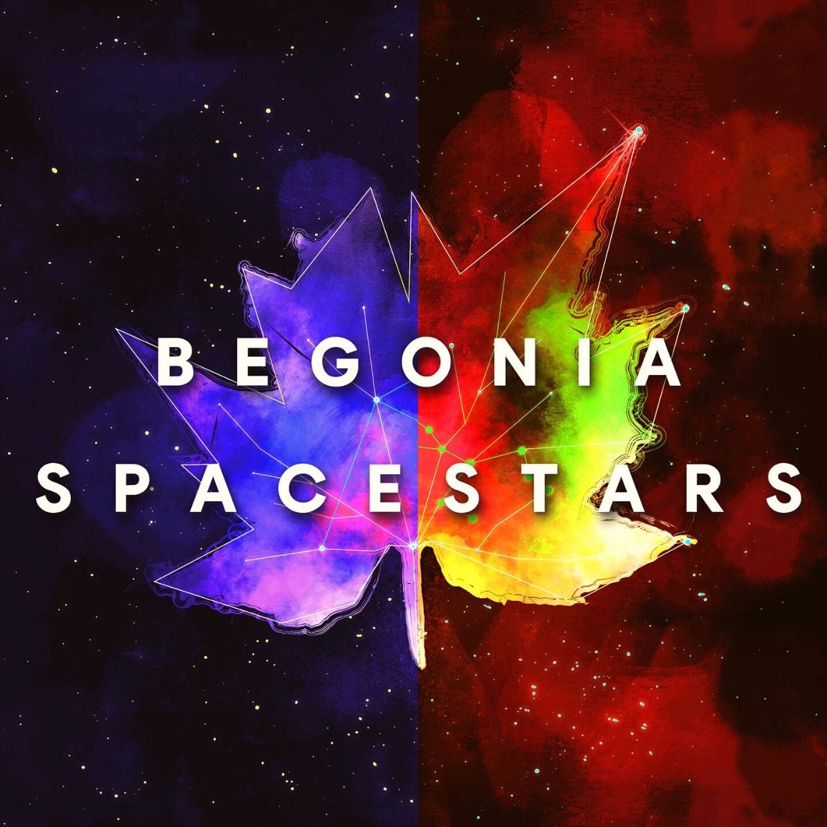 Begonia Spacestars Beekenkamp on Thursd