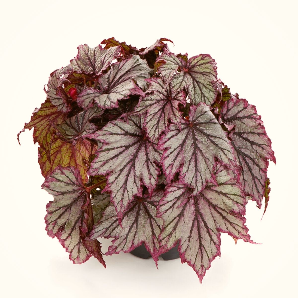 Begonia Spacestar Maia variety on Thursd