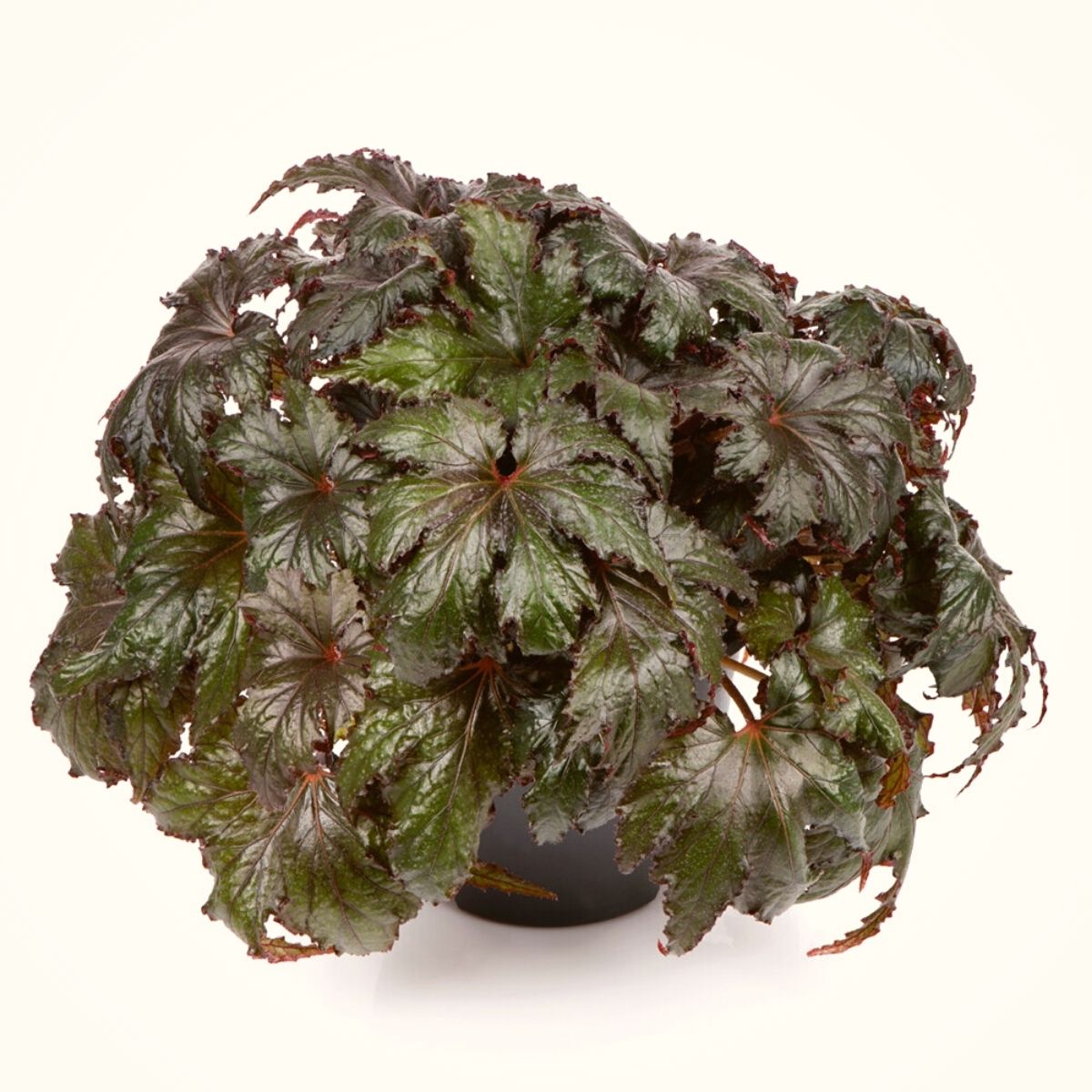 Begonia Spacestar Avior variety on Thursd