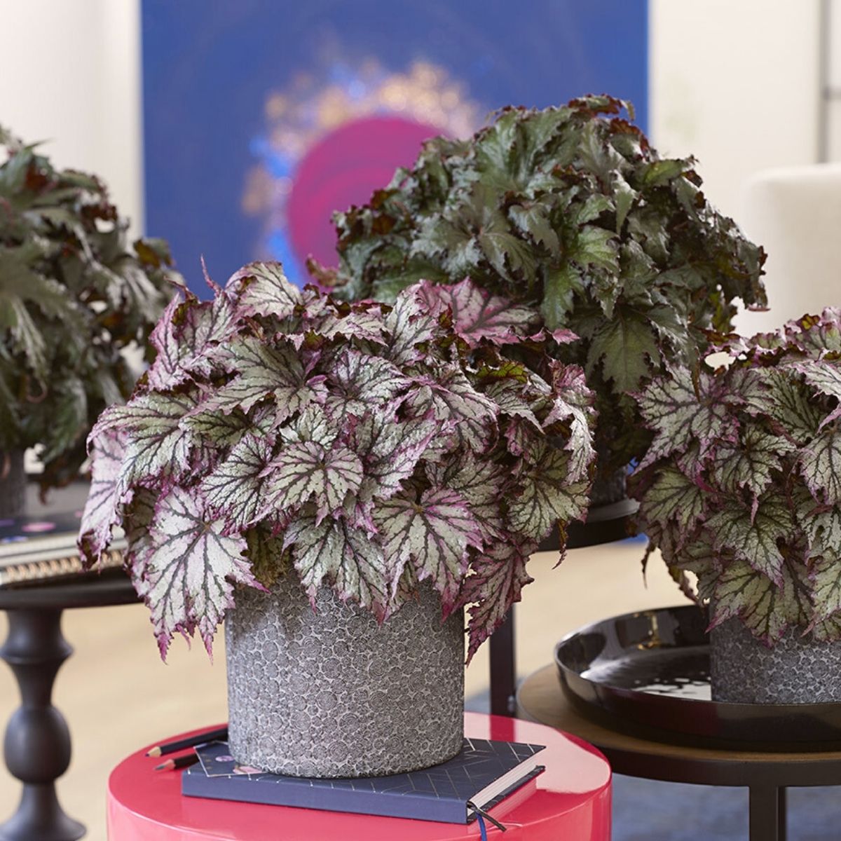 Two latest begonia varieties launched by Beekenkamp on Thursd