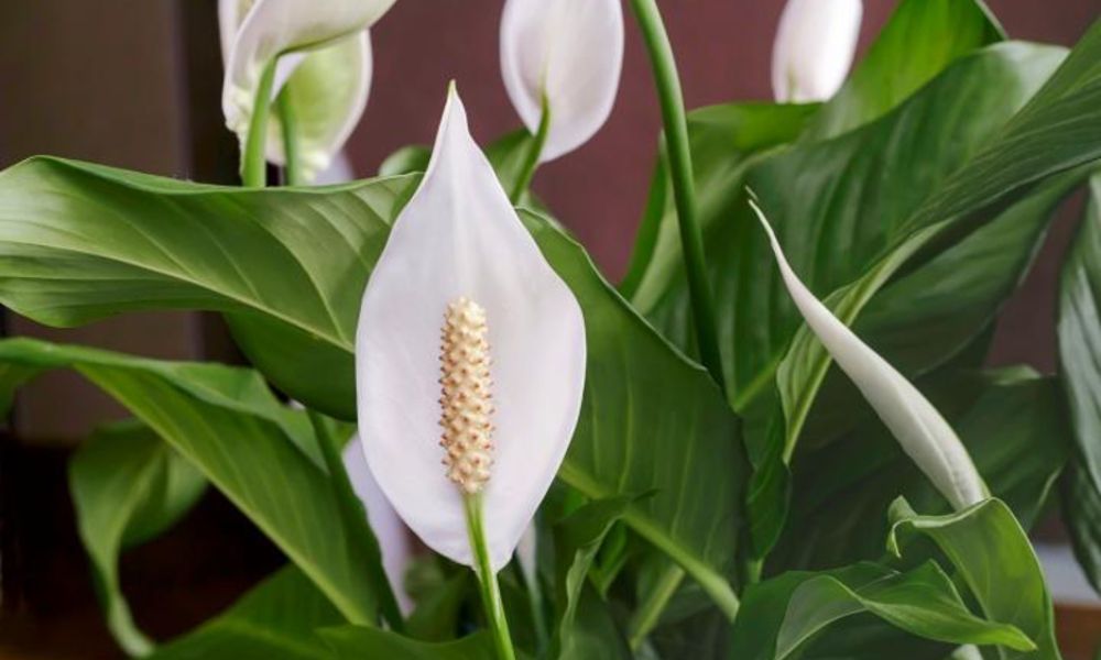 Peace Lily