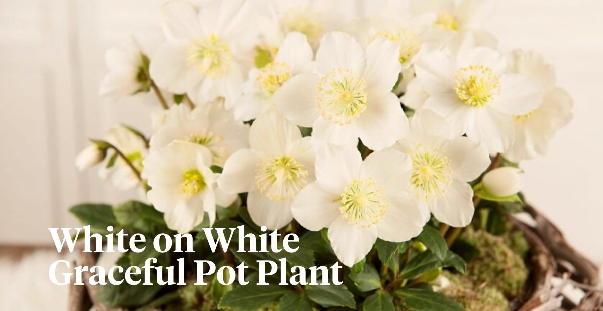 The Pot Plant Helleborus Advent Star is Ready To Make Your Day