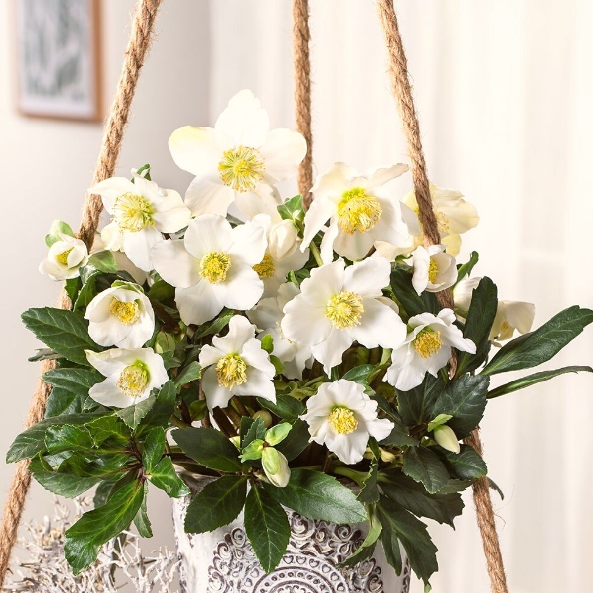 Helleborus Advent Star white from Florensis on Thursd