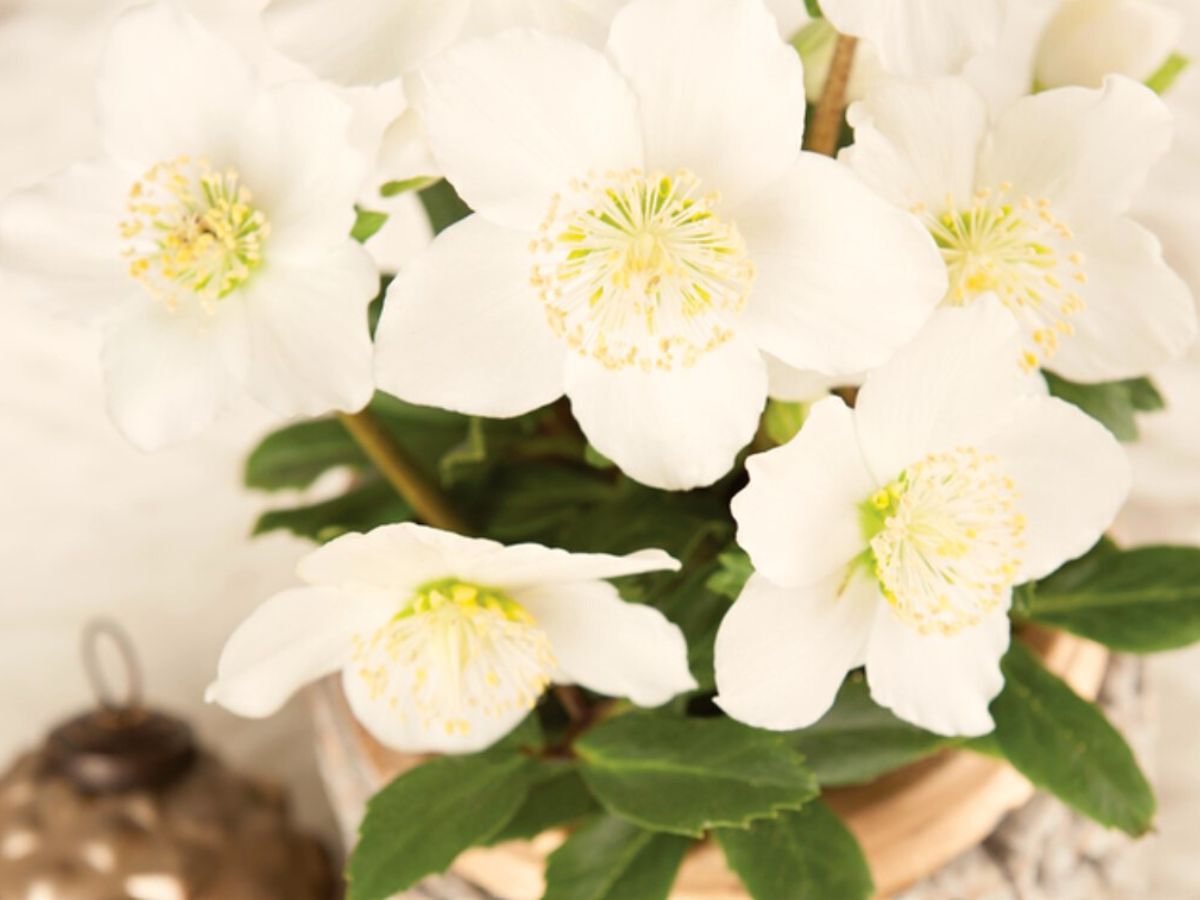 Florensis Helleborus Advent Star white symbolism on Thursd