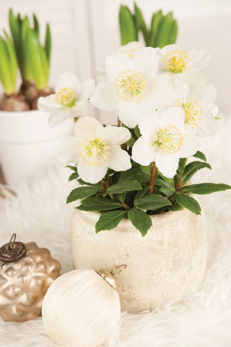 Advent Star Helleborus Niger by Florensis on Thursd