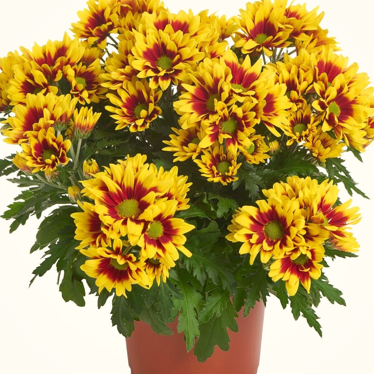 Ciao Splendid chrysanthemum by Royal Van Zanten on Thursd